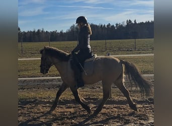 Konik, Gelding, 4 years, 14 hh, Dun