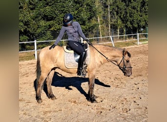 Konik, Gelding, 4 years, 14 hh, Dun