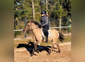 Konik, Gelding, 4 years, 14 hh, Dun