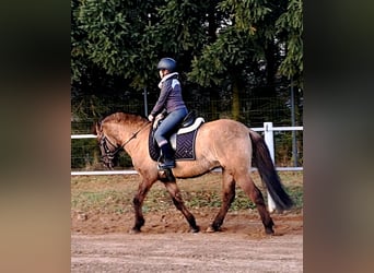Konik, Gelding, 4 years, 14,1 hh, Dun