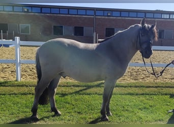 Konik, Gelding, 5 years, 12,2 hh, Dun