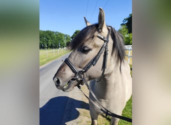 Konik, Gelding, 5 years, 12,2 hh, Dun