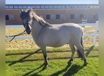 Konik, Gelding, 5 years, 12,2 hh, Dun
