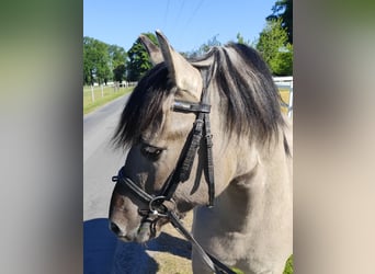 Konik, Gelding, 5 years, 12,2 hh, Dun
