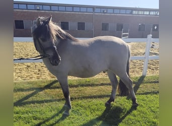 Konik, Gelding, 5 years, 12,2 hh, Dun