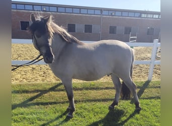Konik, Gelding, 5 years, 12,2 hh, Dun