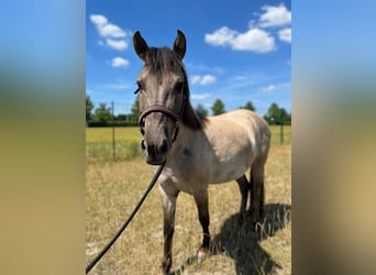 Konik, Gelding, 5 years, 12,2 hh, Dun