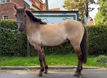 Konik, Gelding, 5 years, 13.1 hh, Dun