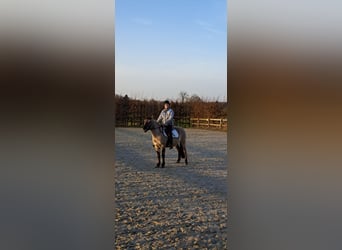 Konik, Gelding, 5 years, 13,2 hh, Dun