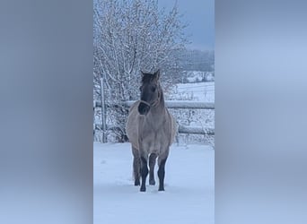 Konik, Gelding, 5 years, 13,2 hh