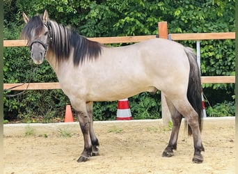 Konik, Gelding, 5 years, 14 hh, Grullo