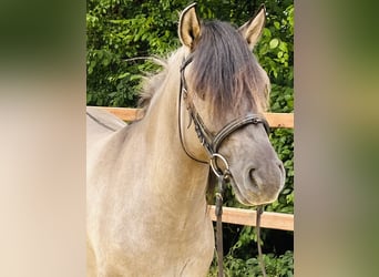 Konik, Gelding, 5 years, 14 hh, Grullo