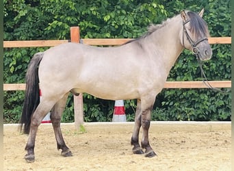 Konik, Gelding, 5 years, 14 hh, Grullo
