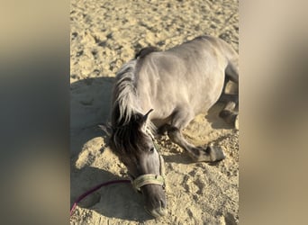 Konik, Gelding, 6 years, 12.2 hh, Dun