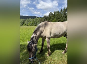 Konik, Gelding, 6 years, 12.2 hh, Dun