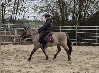 Konik, Gelding, 6 years, 13,2 hh, Dun