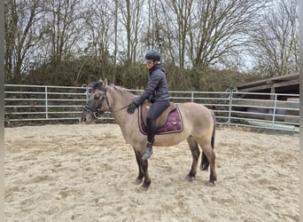 Konik, Gelding, 6 years, 13,2 hh, Dun