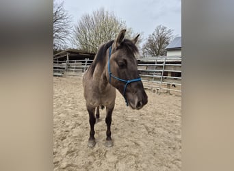 Konik, Gelding, 6 years, 13,2 hh, Dun