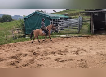 Konik, Gelding, 8 years, 13.1 hh, Dun Konik, Gelding, 8 years, 13.1 hh, Dun