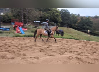 Konik, Gelding, 8 years, 13.1 hh, Dun Konik, Gelding, 8 years, 13.1 hh, Dun