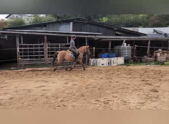 Konik, Gelding, 8 years, 13.1 hh, Dun Konik, Gelding, 8 years, 13.1 hh, Dun