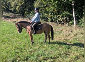 Konik, Gelding, 8 years, 13.1 hh, Dun Konik, Gelding, 8 years, 13.1 hh, Dun