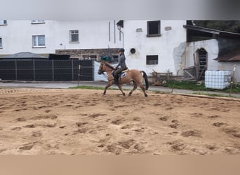 Konik, Gelding, 8 years, 13.1 hh, Dun Konik, Gelding, 8 years, 13.1 hh, Dun