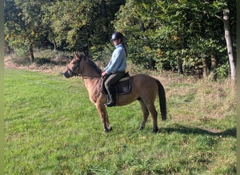 Konik, Gelding, 8 years, 13.1 hh, Dun Konik, Gelding, 8 years, 13.1 hh, Dun