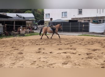 Konik, Gelding, 8 years, 13.1 hh, Dun Konik, Gelding, 8 years, 13.1 hh, Dun