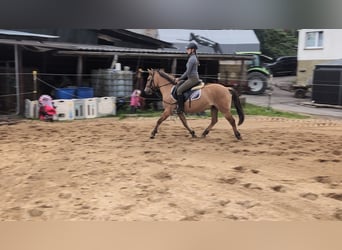 Konik, Gelding, 8 years, 13.1 hh, Dun Konik, Gelding, 8 years, 13.1 hh, Dun