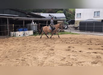 Konik, Gelding, 8 years, 13,1 hh, Dun