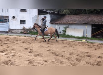 Konik, Gelding, 8 years, 13,1 hh, Dun