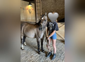 Konik, Wallach, 9 Jahre, 11,2 hh, Falbe