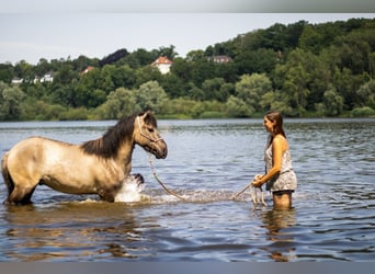 Konik, Gelding, 9 years, 14.1 hh, Dun Konik, Gelding, 9 years, 14.1 hh, Dun