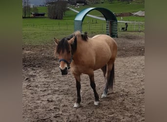 Konik, Giumenta, 10 Anni, 143 cm, Falbo