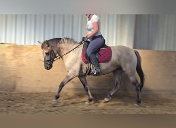 Konik, Giumenta, 11 Anni, 135 cm, Falbo