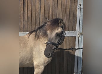 Konik, Giumenta, 11 Anni, 135 cm, Falbo