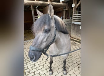 Konik, Giumenta, 11 Anni, 135 cm, Falbo