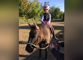 Konik, Giumenta, 11 Anni, 138 cm, Falbo