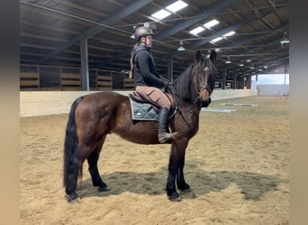 Konik, Giumenta, 11 Anni, 140 cm, Falbo