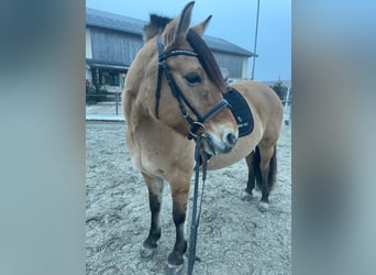 Konik, Giumenta, 12 Anni, 140 cm