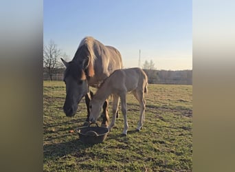 Konik, Giumenta, 12 Anni, 150 cm, Grigio