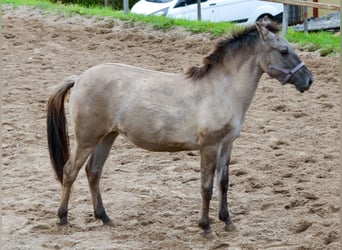 Konik, Giumenta, 1 Anno, 135 cm, Falbo