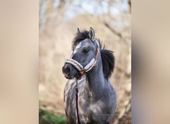 Konik, Giumenta, 2 Anni, 130 cm, Pezzato