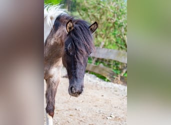 Konik, Giumenta, 2 Anni, 136 cm, Pezzato