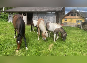 Konik, Giumenta, 2 Anni, 136 cm, Pezzato