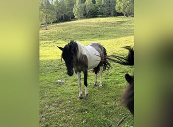 Konik, Giumenta, 2 Anni, 136 cm, Pezzato