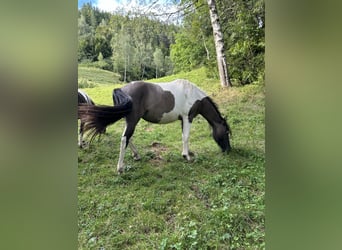 Konik, Giumenta, 2 Anni, 136 cm, Pezzato