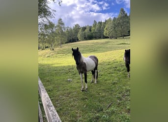 Konik, Giumenta, 2 Anni, 136 cm, Pezzato