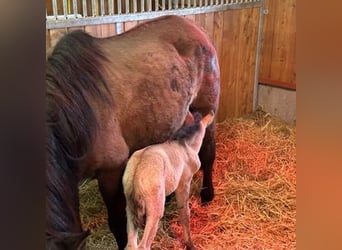 Konik, Giumenta, 2 Anni, 140 cm, Falbo